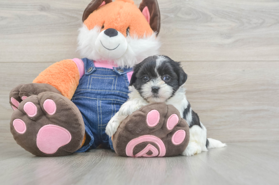 5 week old Teddy Bear Puppy For Sale - Florida Fur Babies