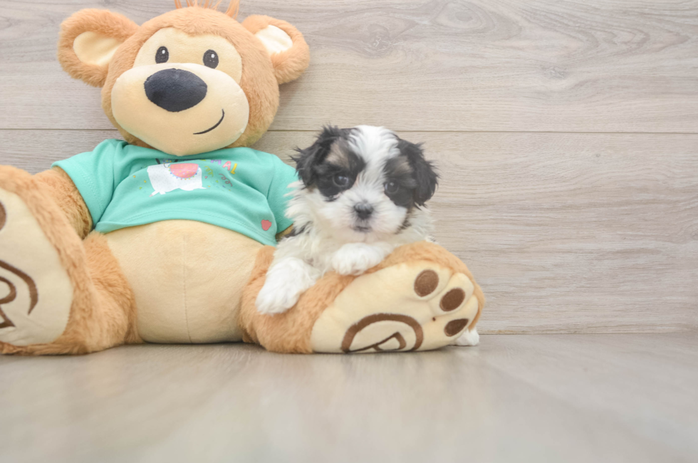 6 week old Teddy Bear Puppy For Sale - Florida Fur Babies