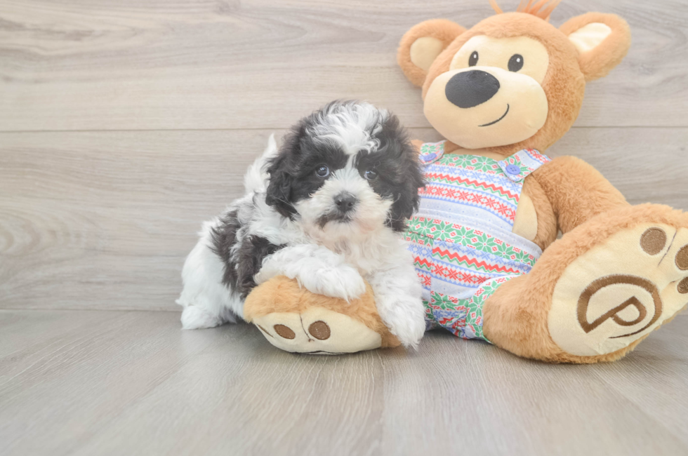6 week old Teddy Bear Puppy For Sale - Florida Fur Babies