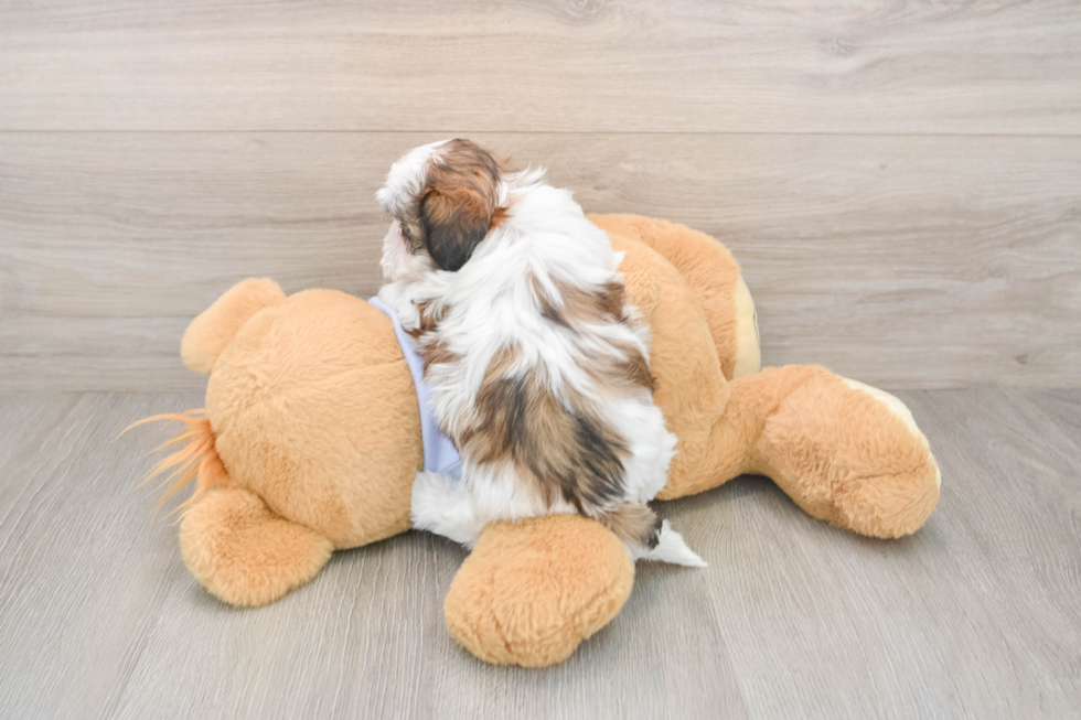 Funny Teddy Bear Designer Pup