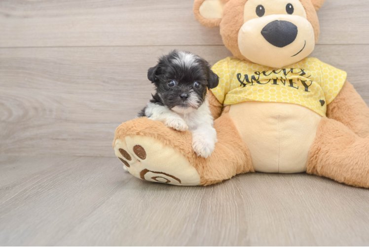 Teddy Bear Puppy for Adoption
