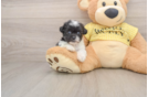 Teddy Bear Puppy for Adoption