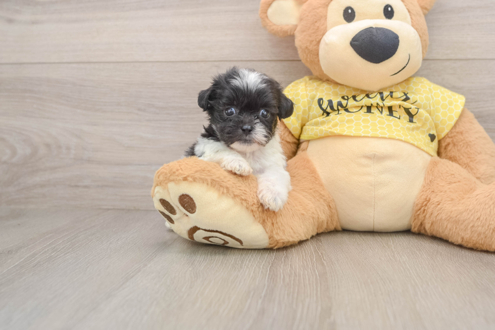 Teddy Bear Puppy for Adoption