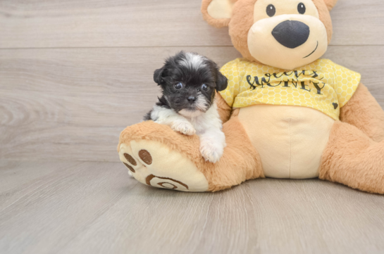 Teddy Bear Puppy for Adoption