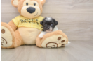 Teddy Bear Puppy for Adoption
