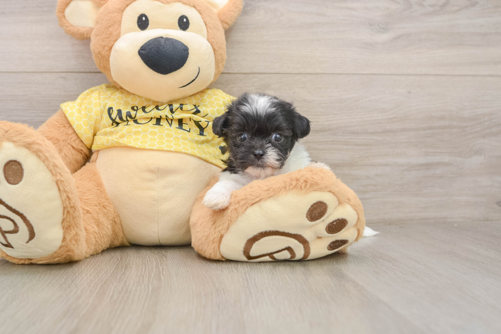 Teddy Bear Puppy for Adoption