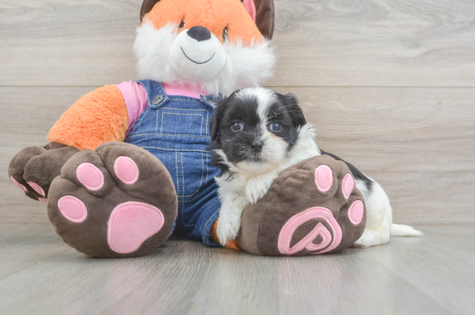 5 week old Teddy Bear Puppy For Sale - Florida Fur Babies