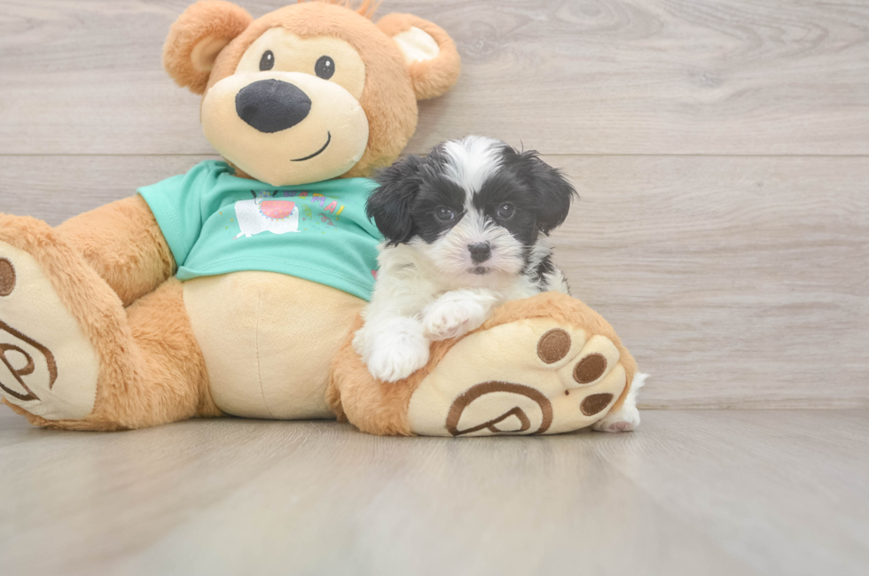 6 week old Teddy Bear Puppy For Sale - Florida Fur Babies