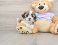 5 week old Teddy Bear Puppy For Sale - Florida Fur Babies