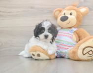 6 week old Teddy Bear Puppy For Sale - Florida Fur Babies