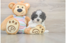 Smart Teddy Bear Designer Pup