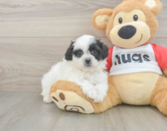 8 week old Teddy Bear Puppy For Sale - Florida Fur Babies