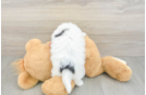 Best Teddy Bear Baby