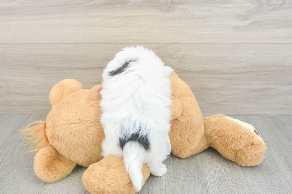 Best Teddy Bear Baby
