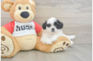 Smart Teddy Bear Designer Pup
