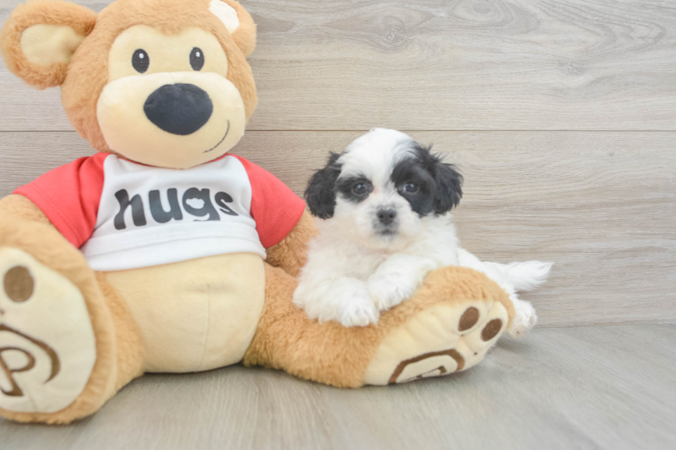 Smart Teddy Bear Designer Pup