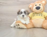 7 week old Teddy Bear Puppy For Sale - Florida Fur Babies