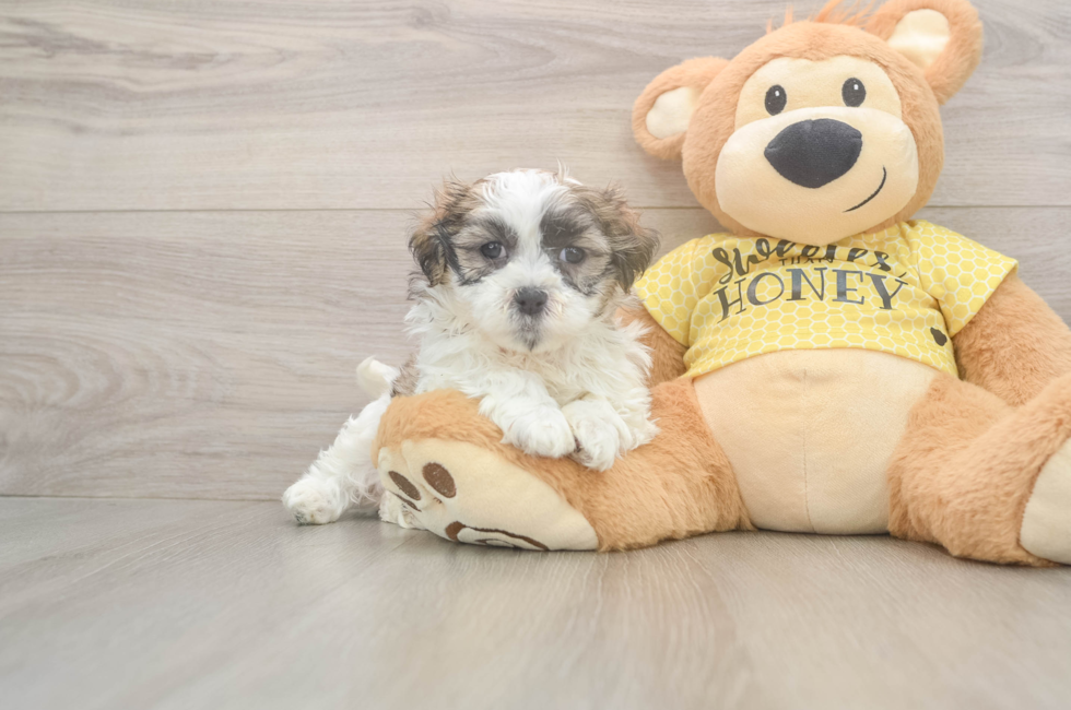 6 week old Teddy Bear Puppy For Sale - Florida Fur Babies