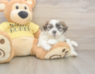 8 week old Teddy Bear Puppy For Sale - Florida Fur Babies