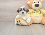 6 week old Teddy Bear Puppy For Sale - Florida Fur Babies