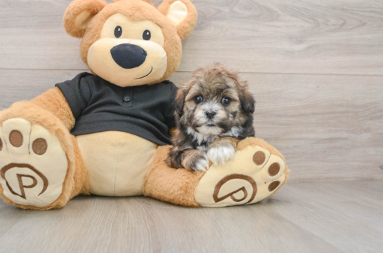 Hypoallergenic Shit Designer Puppy