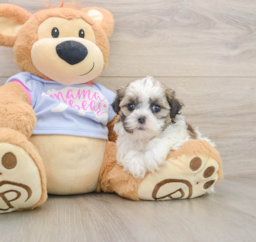 5 week old Teddy Bear Puppy For Sale - Florida Fur Babies