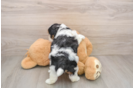Little Shichon Designer Puppy