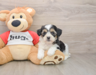8 week old Teddy Bear Puppy For Sale - Florida Fur Babies