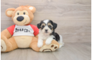 Adorable Shit Designer Puppy