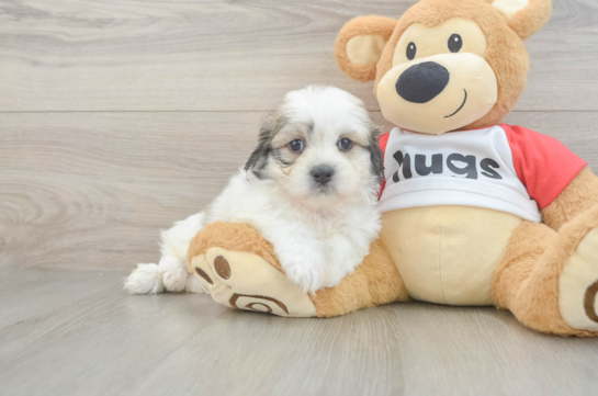 Friendly Teddy Bear Baby