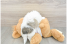 Teddy Bear Puppy for Adoption