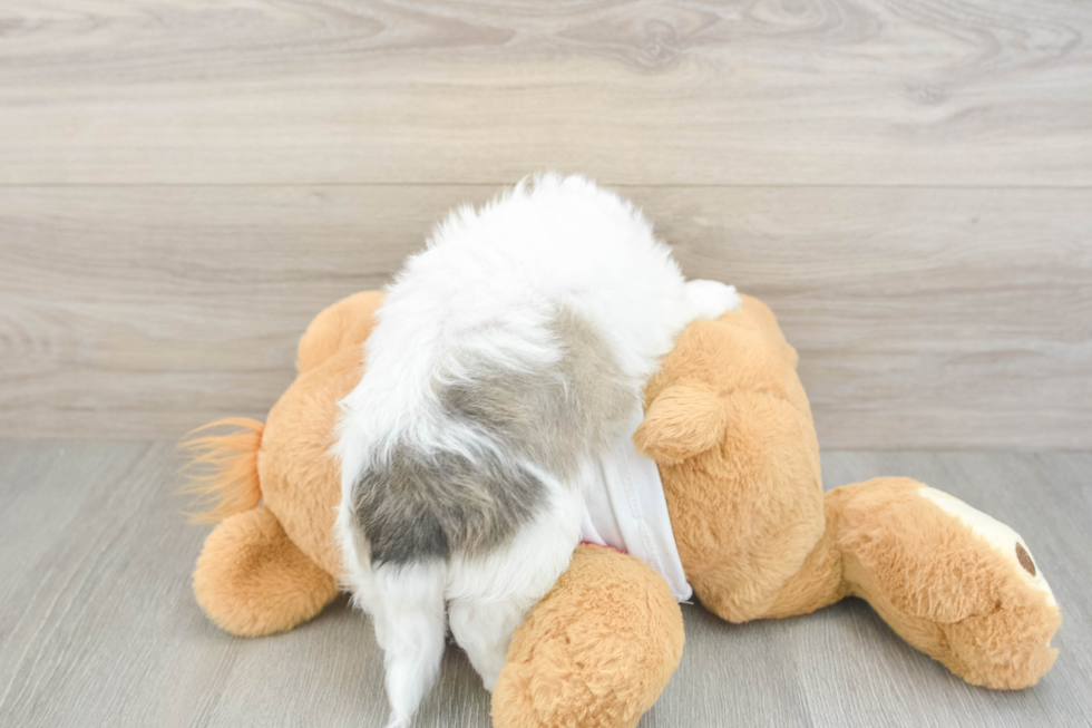 Teddy Bear Puppy for Adoption