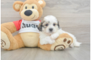 Best Teddy Bear Baby