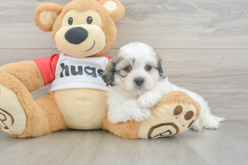 Best Teddy Bear Baby