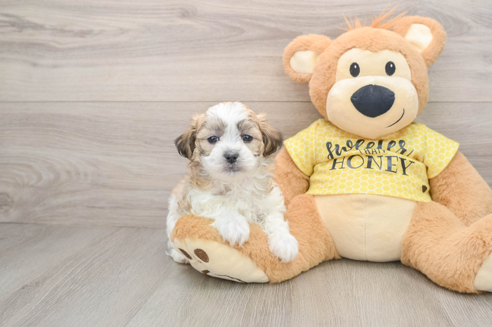 Teddy Bear Pup Being Cute