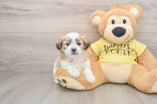 Teddy Bear Pup Being Cute