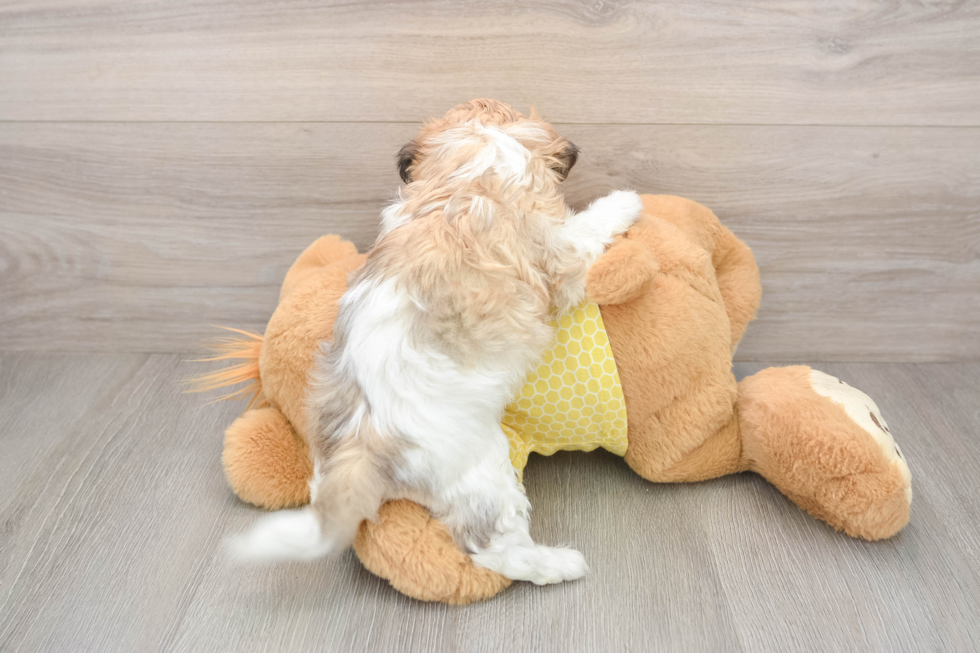 Best Teddy Bear Baby