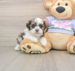 5 week old Teddy Bear Puppy For Sale - Florida Fur Babies