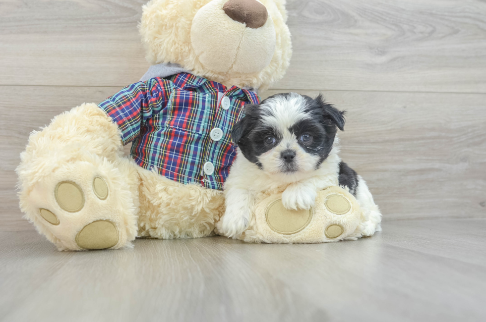 8 week old Teddy Bear Puppy For Sale - Florida Fur Babies