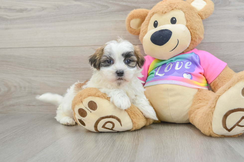 6 week old Teddy Bear Puppy For Sale - Florida Fur Babies