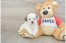 Teddy Bear Puppy for Adoption