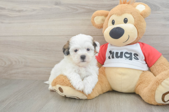 Teddy Bear Puppy for Adoption