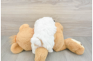 Sweet Teddy Bear Baby