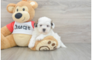 Funny Teddy Bear Designer Pup