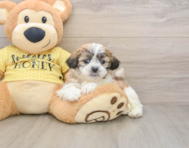 6 week old Teddy Bear Puppy For Sale - Florida Fur Babies