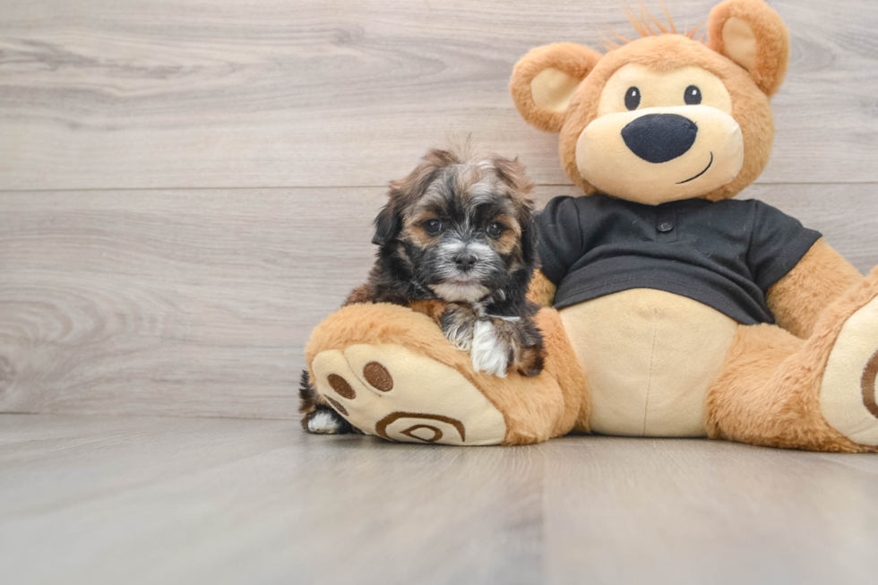 Teddy Bear Pup Being Cute