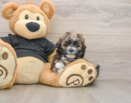 6 week old Teddy Bear Puppy For Sale - Florida Fur Babies