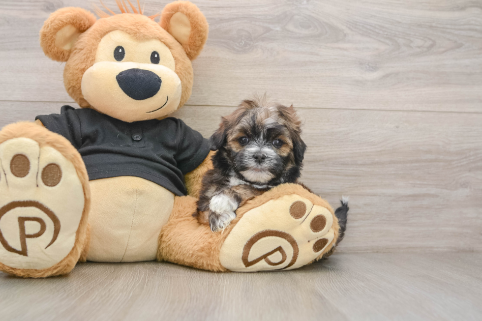 Best Teddy Bear Baby