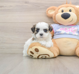 5 week old Teddy Bear Puppy For Sale - Florida Fur Babies