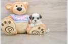 Teddy Bear Pup Being Cute